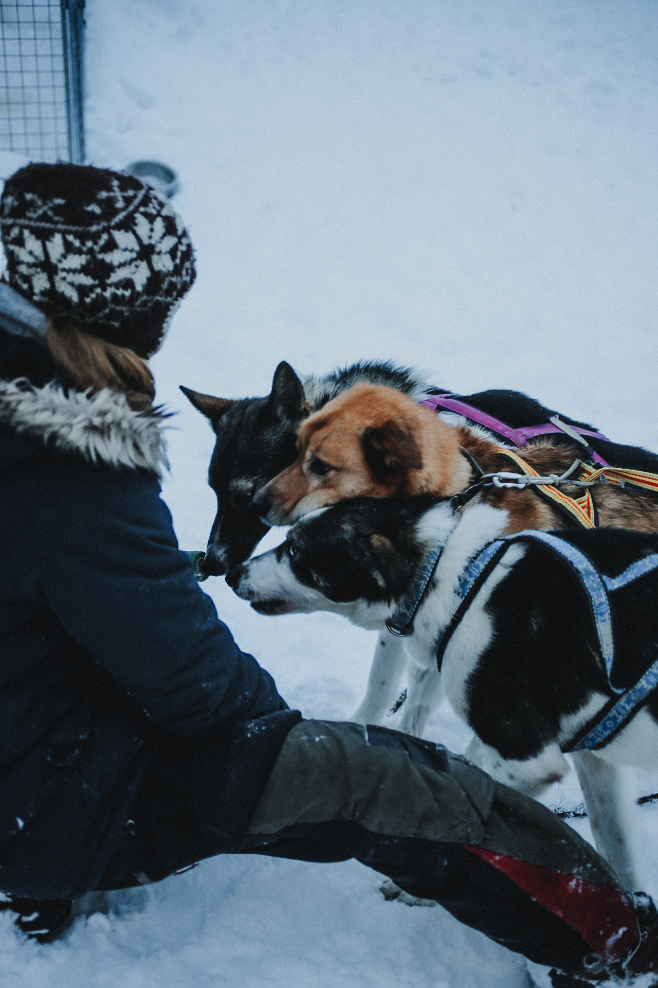 woman feeding sled dogs