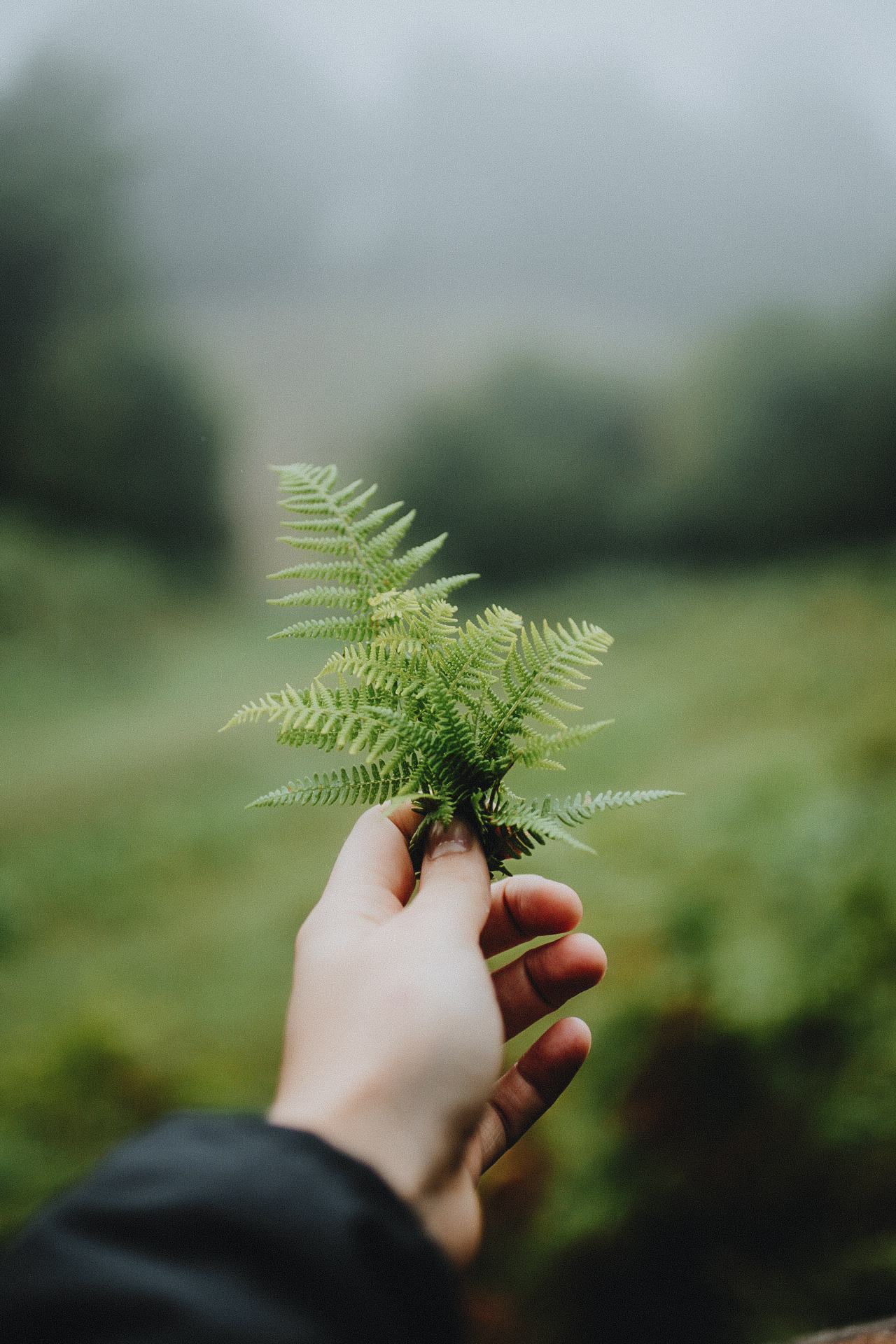 hand holding fern